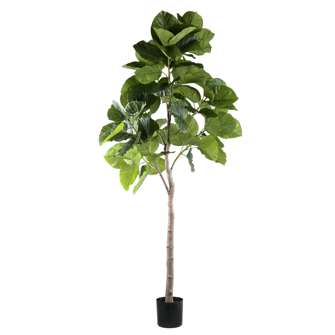 Zielone drzewko Ficus w doniczce L 118x 85x183cm PTMD