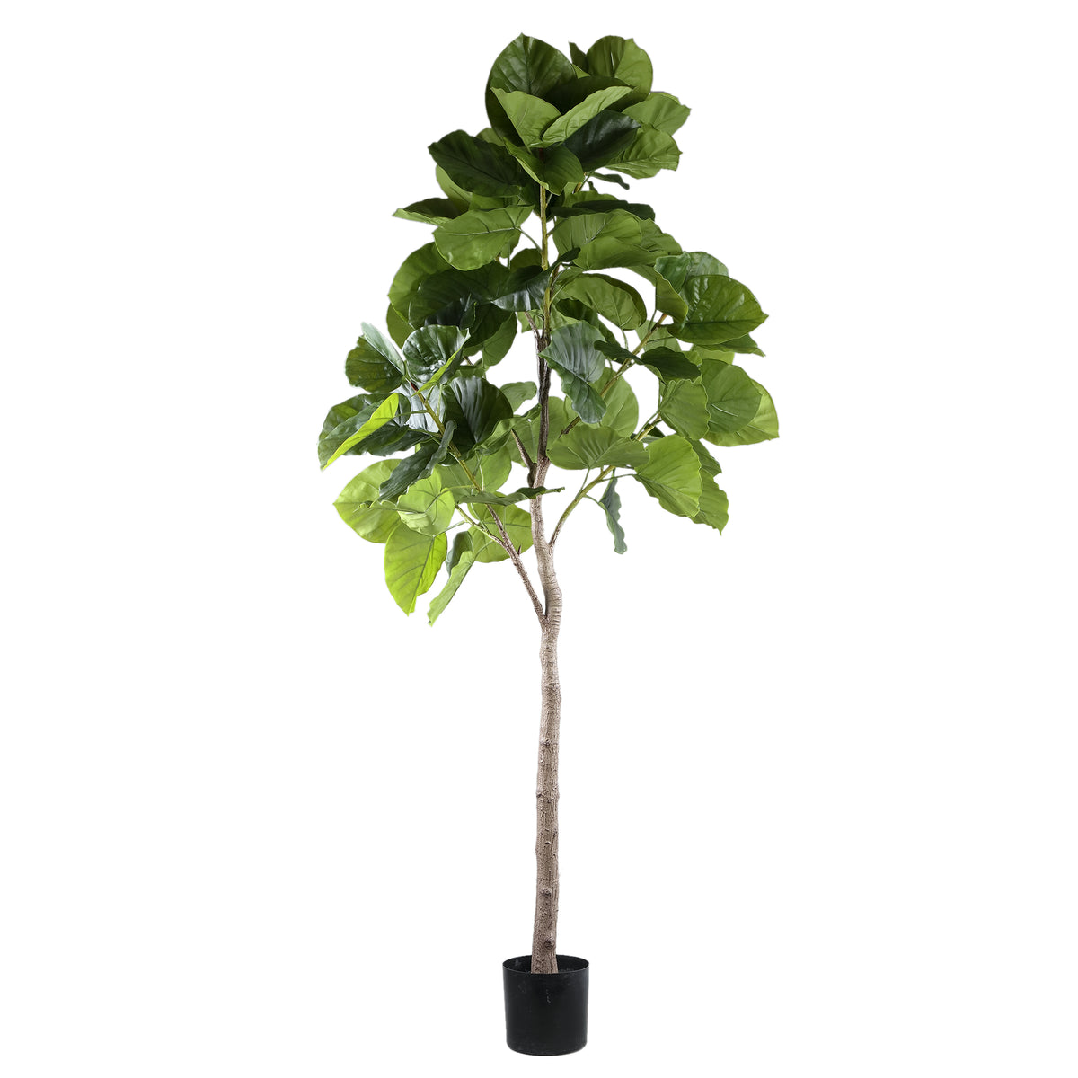 Zielone drzewko Ficus w doniczce L 118x 85x183cm PTMD
