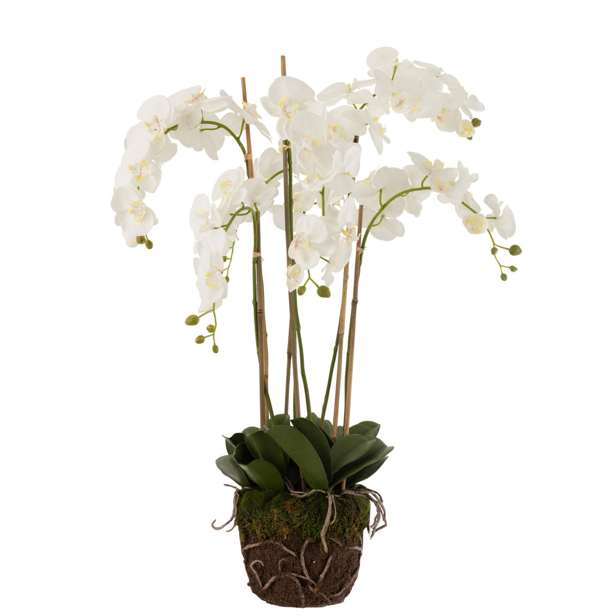 Storczyk W Ziemi Plastik Biały/Zielony Ekstra Duży L60cmb53cmh104cm